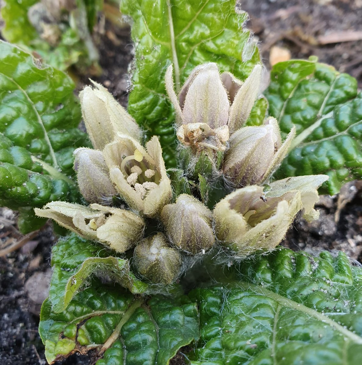 In de kwekerij van <a href="/HortusLeiden/">Hortus Leiden</a> bloeit #Alruin, #Mandragora officinarum, bekend om zijn hallucinogene eigenschappen.
Voor lange tijd werden er magische krachten aan de plant toegeschreven. Van nature komt deze alruin voor in het Middellandse Zeegebied. 

Foto: Rogier van Vugt