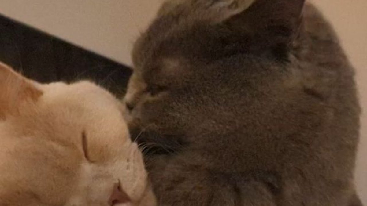 StyHut's tweet image. #cat #cats #kitty #kitten #kittens