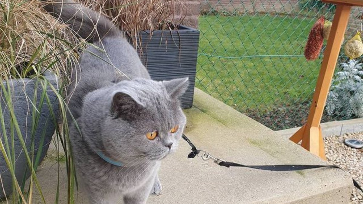 StyHut's tweet image. #cat #cats #kitty #kitten #kittens