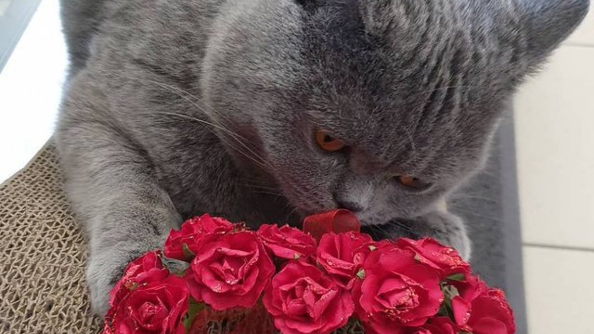 StyHut's tweet image. #cat #cats #kitty #kitten #kittens