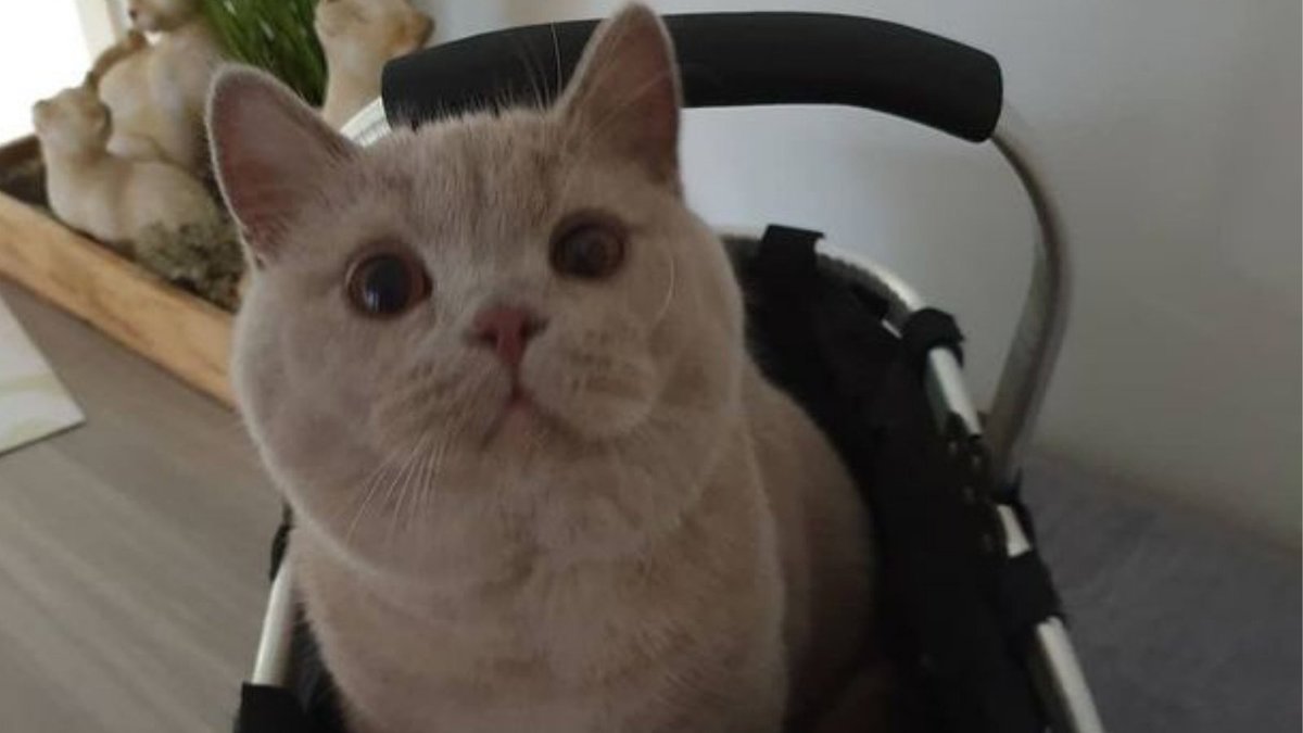 StyHut's tweet image. #cat #cats #kitty #kitten #kittens