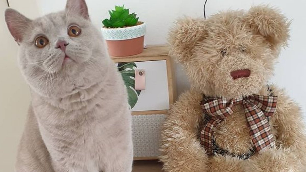 StyHut's tweet image. #cat #cats #kitty #kitten #kittens