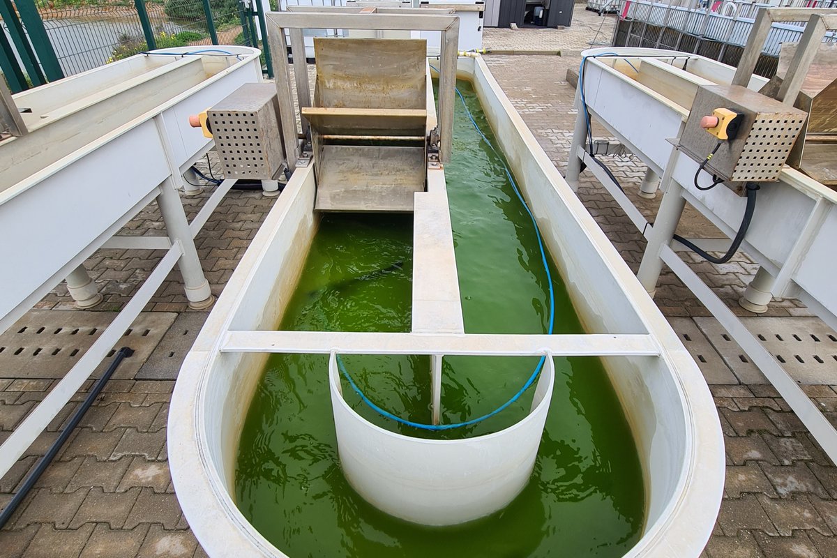 Alga Cycle tweet media
