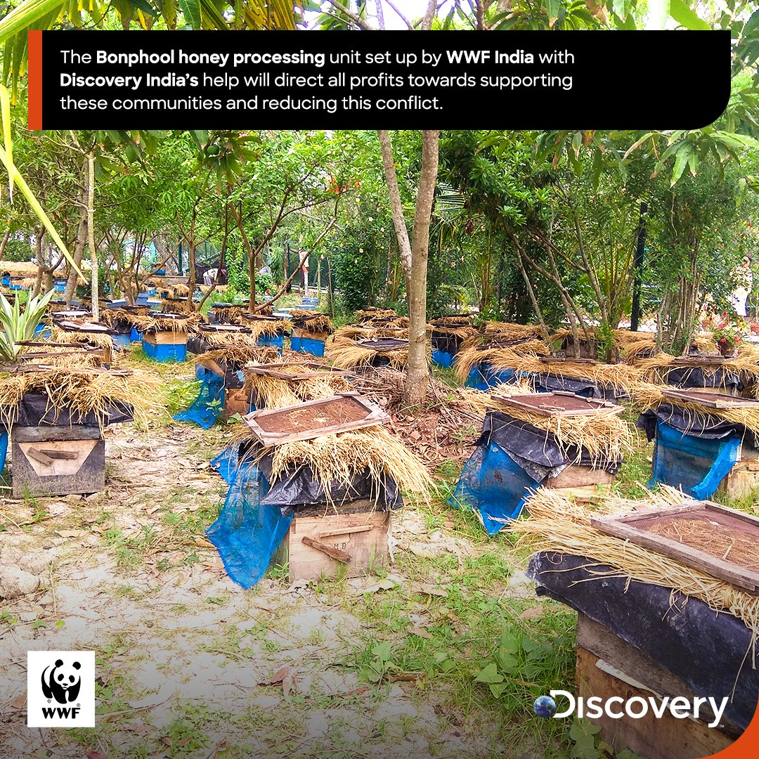 DiscoveryIN's tweet photo. Traditional wild honey collectors risk their lives in the mangrove forests of the Sundarbans to collect honey. @WWFINDIA with the help of Discovery India are making efforts to reduce negative interaction between the locals and the Bengal Tiger through the Bonphool honey project. https://t.co/fPYWj7SXbe
