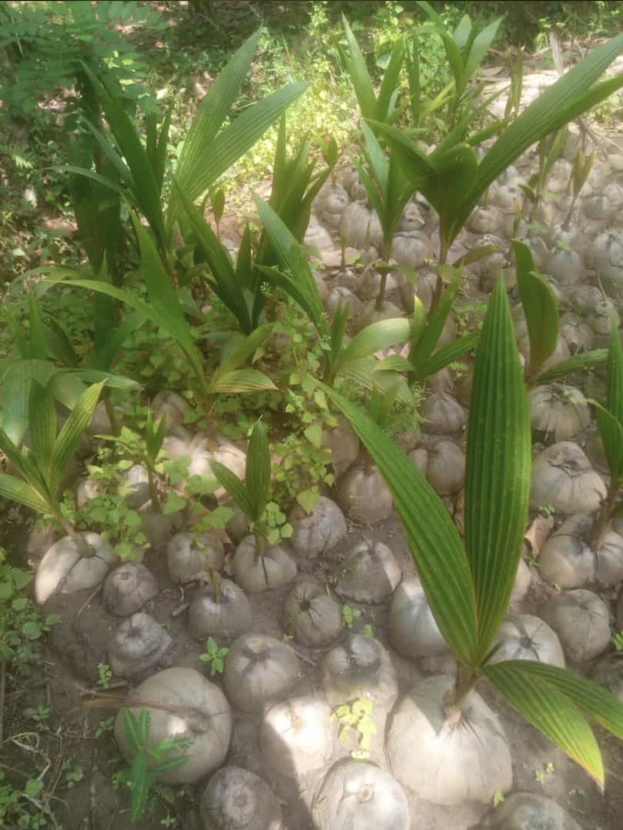 Bafenterprises1's tweet photo. Healthy Seedlings 🌱
.
.
.
.
.
#essentialoils #seedlingsyoungliving #sleep #younglivingenrollment #essentialoilsforhealth #essentialoil #yleo #younglivingeurope #younglivingjakarta #ylid #younglivingfamily #essentialoilsdiy #younglivingindonesia #oils https://t.co/wF9qgkjJXj