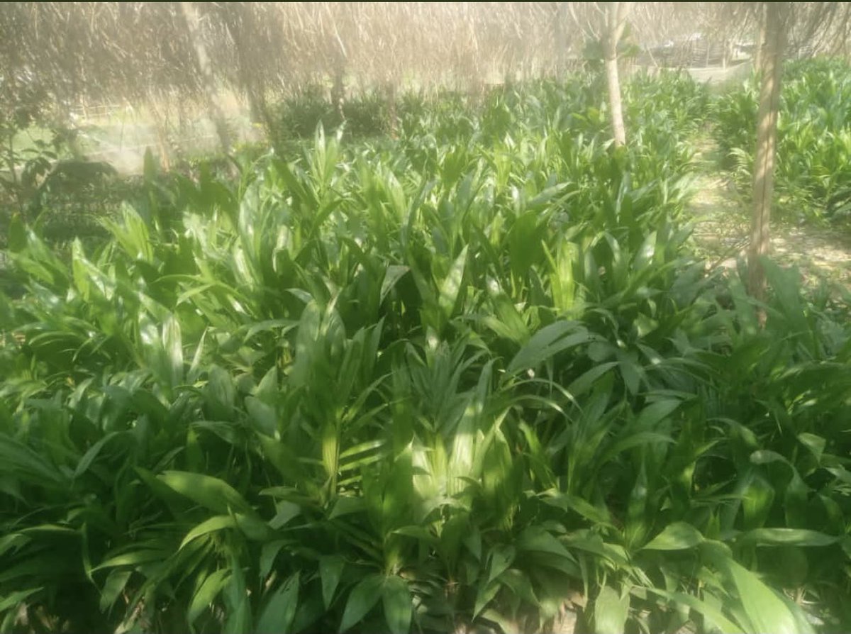 Bafenterprises1's tweet photo. Healthy Seedlings 🌱
.
.
.
.
.
#essentialoils #seedlingsyoungliving #sleep #younglivingenrollment #essentialoilsforhealth #essentialoil #yleo #younglivingeurope #younglivingjakarta #ylid #younglivingfamily #essentialoilsdiy #younglivingindonesia #oils https://t.co/wF9qgkjJXj