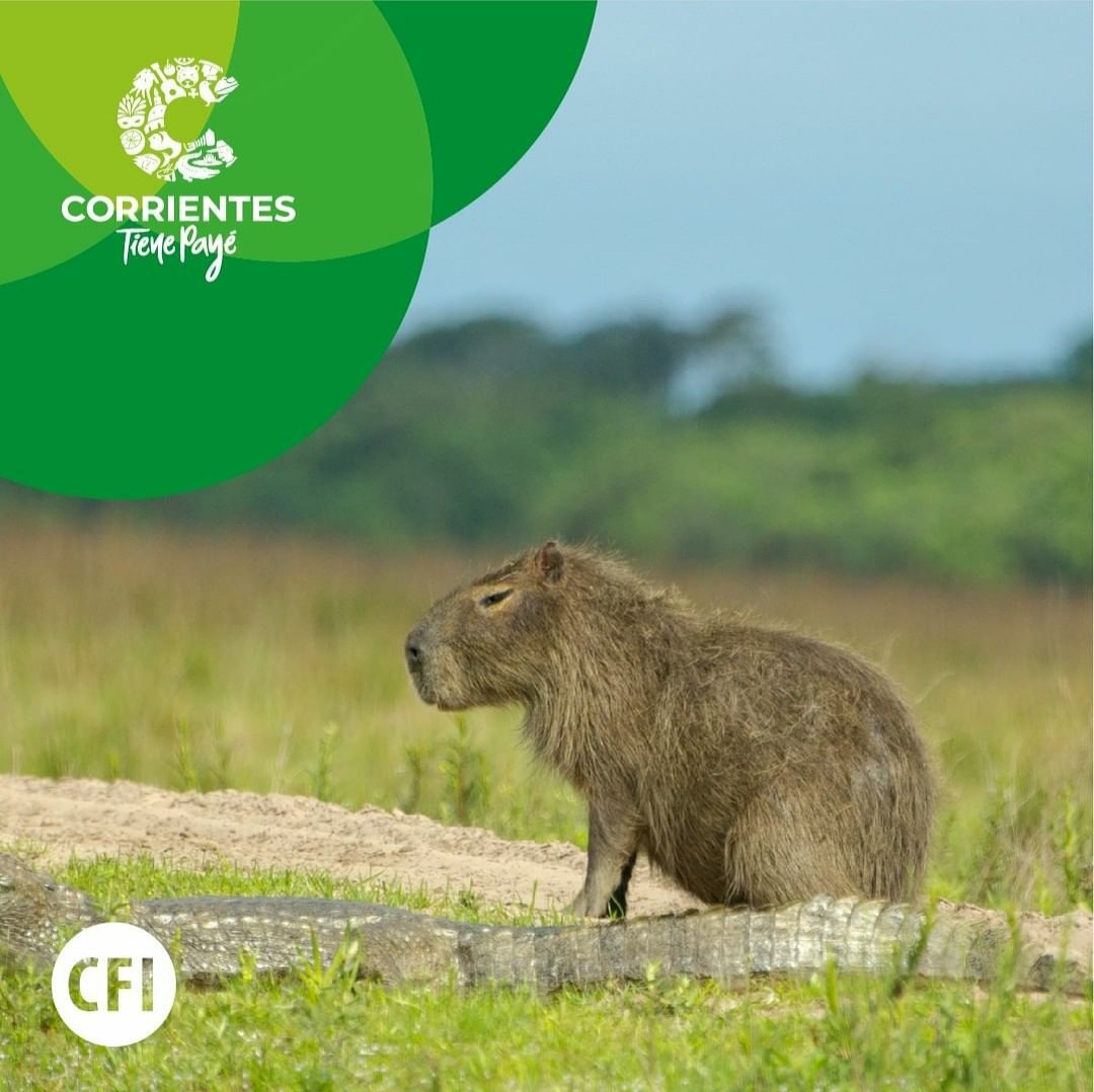 👉TurismoCtes 👈
El ministerio de turismo de la provincia invita a descubrir cada estación un rincón diferente de nuestra hermosa provincia.
▫️Te recordamos gestionar el permiso de turismo interno.
▫️Para más información sobre turismo ingresa a nuestra web corrientes.tur.ar