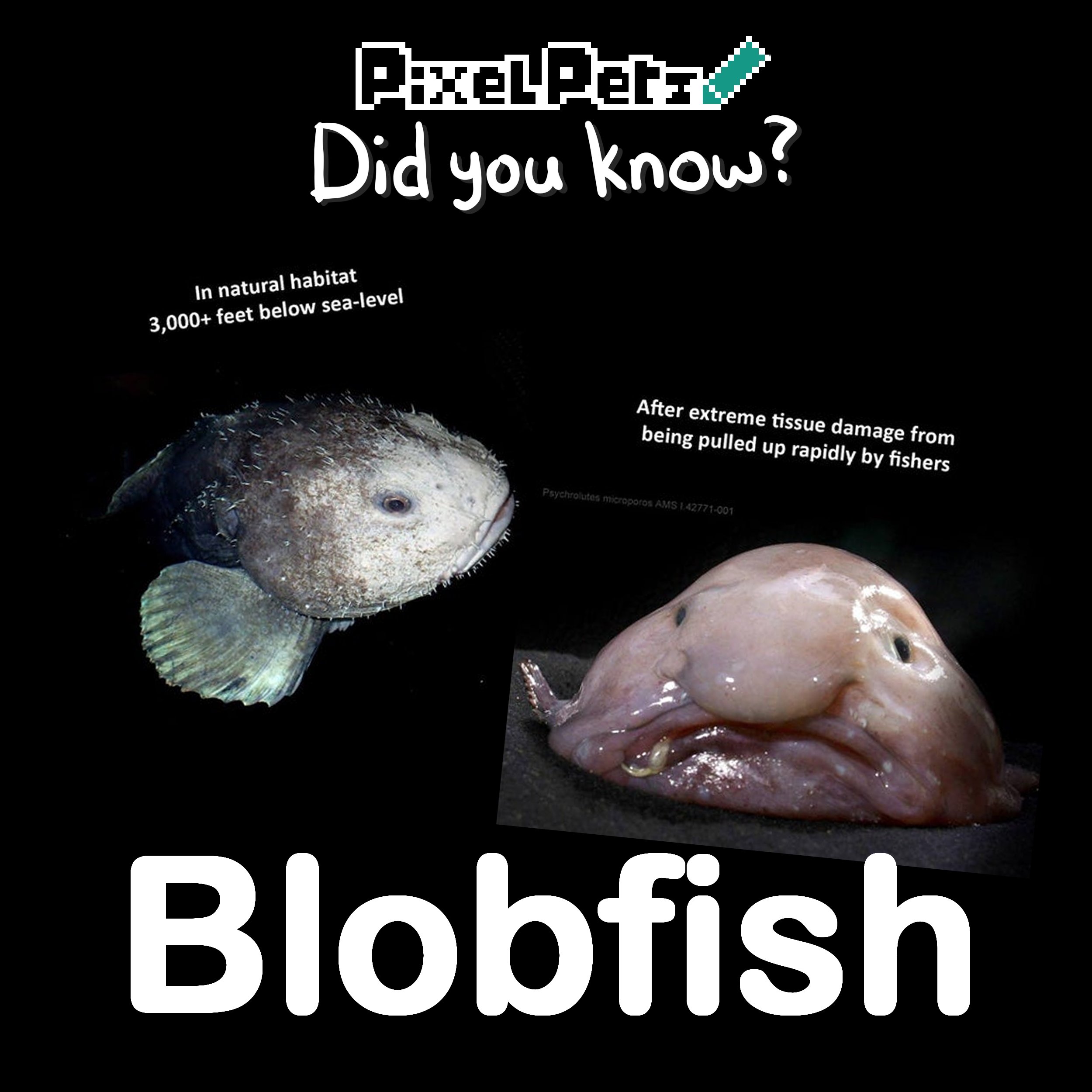 Pixel Petz on X: "Did you know the blobfish isn't supposed to look like  that? Under normal pressure in their natural habitat, they look rather like  a normal fish. The blobby appearance