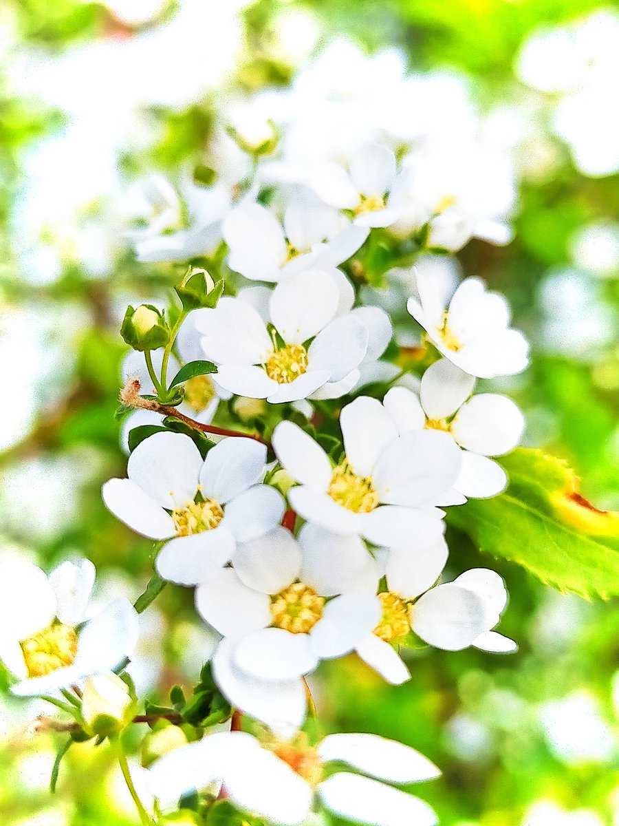 You284 3月11日の誕生花はユキヤナギ 枝を埋め尽くすほど沢山の愛らしい雪のような花が咲いていました 花言葉は愛らしさ 懸命 静かな思いなど 花は咲く いつか生まれる君に 花は咲く わたしは何を残しただろう ユキヤナギ 3月11日 東日本大震災から10年 You284 3月11日の誕生花はユキヤナギ 枝を埋め尽くすほど沢山の愛らしい雪のような花が咲いていました 花言葉は愛らしさ 懸命 静かな思いなど 花は咲く いつか生まれる君に 花は咲く わたしは何を残しただろう ユキヤナギ 3月11日 東日本大震災から10年