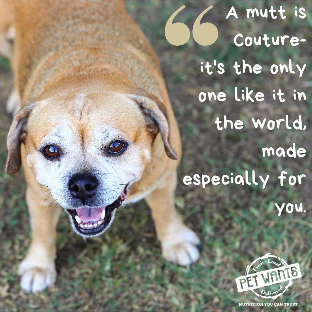 ❤️ Show us your one of a kind dogs!
..
petwantscincywest.com  #dogquotes