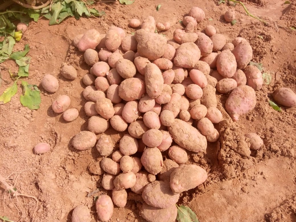 Irish Potato production under irrigation in "the cold season" by Cooperative members of TOUNFA - Bonkoukou Niger- supplying the Niamey Markets <a href="/Agriterra/">Agriterra</a>, <a href="/2Scale/">Jon Phillips</a>, and CCPHN. <a href="/AdamouD24693948/">Adamou Djibo</a>
