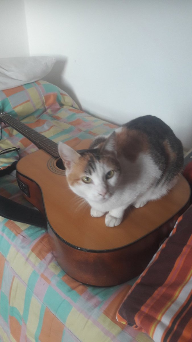 She's my cat🎶🥁🎸