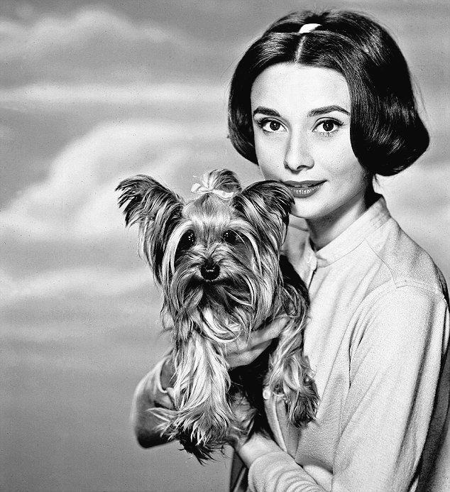 DamesandDogs's tweet photo. Audrey with her legendary Yorkie #MrFamous c. 1950's
#AudreyHepburn https://t.co/otyONG7Cgb