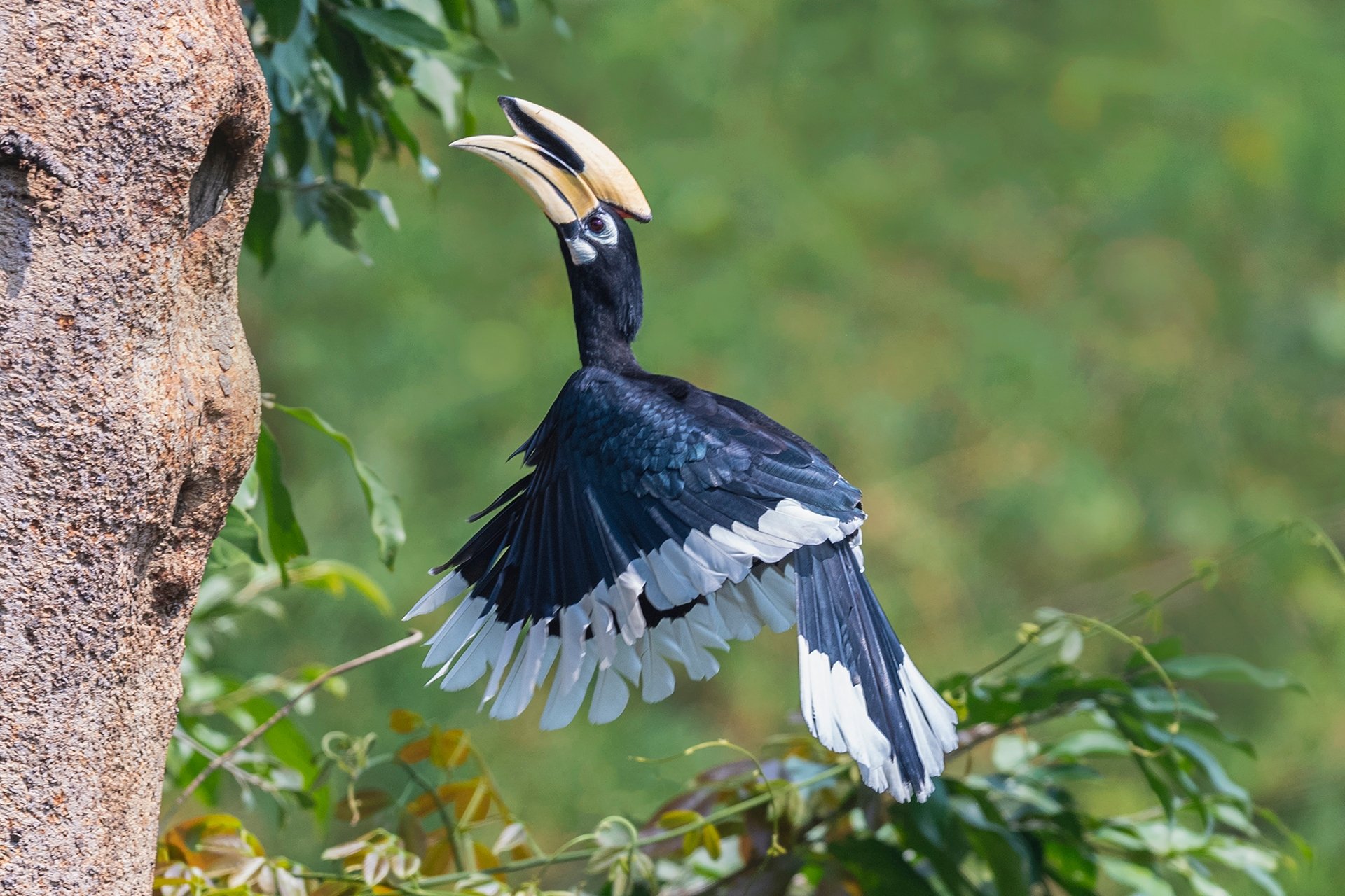 Lanestrannik Rt Wilton 双角犀鸟 Great Hornbill Feed The Birds T Co 17kll2thfc Twitter