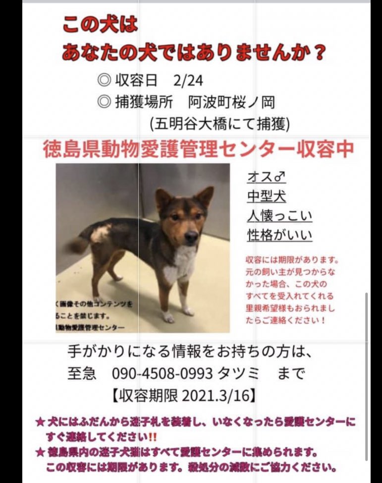 大タコちゃん 徳島県収容犬 収容期限21 3 16 見覚えある方は下記のタツミ様へ 迷子犬 迷子犬情報 迷子札 迷子犬の掲示板 迷子犬保護 迷い犬 迷い犬保護中 迷い犬情報 犬探してます 徳島県迷子犬 里親募集中 里親募集犬 里親募集