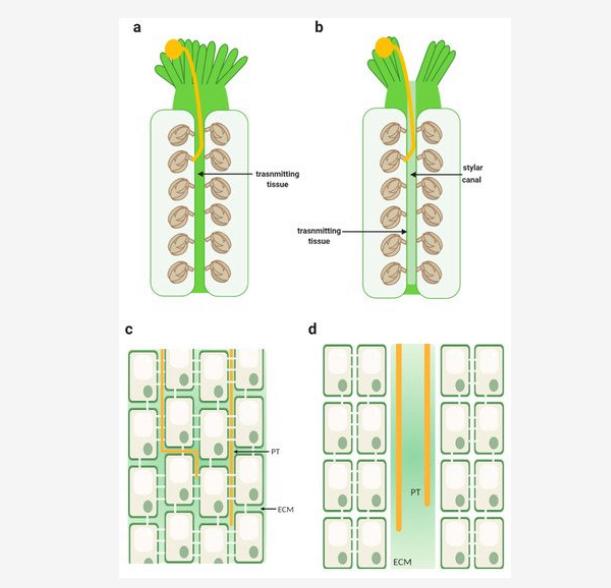 spredlab's tweet photo. Fresh from the oven: new paper from our lab! An updated review on the important roles of the transmitting tract in plant reproduction 🌱🌸 Congratulations @meninatoxica, @diana_moreira8 , @scoimbra_silvia &amp; Simona Masiero! It’s an open access publication! 
https://t.co/dMW6IcxZLu https://t.co/NUyA0WNJUv
