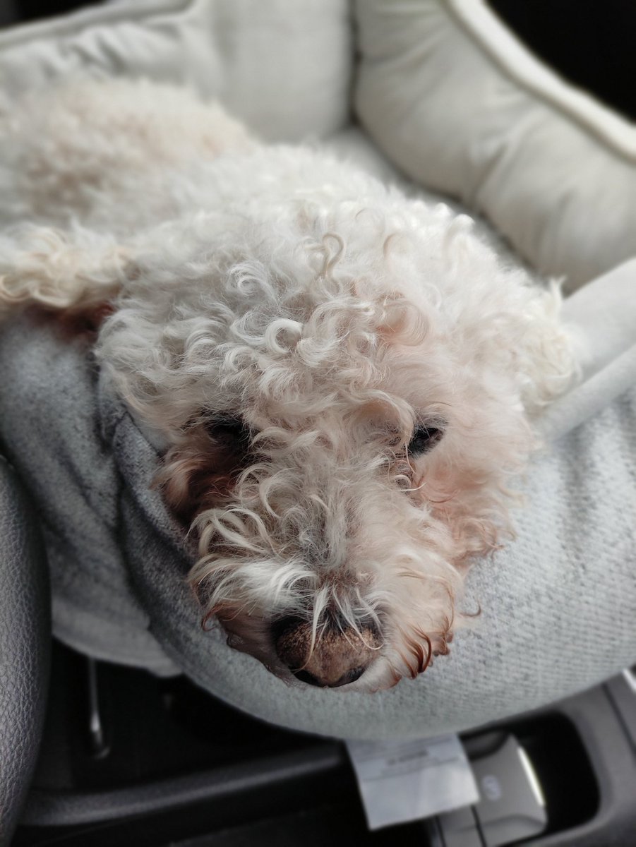 tuckamoto's tweet photo. R.I.P. Fluffy the Bandit https://t.co/9MD96kdbNA