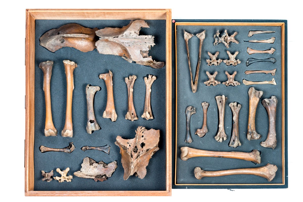 GrantMuseum's tweet photo. #TopTenThursdays - Wake me up before you 'dodo'
This tray of dodo bones was identified when the we relocated in 2011 https://t.co/GSeYunTS66 https://t.co/arJleLYFXt