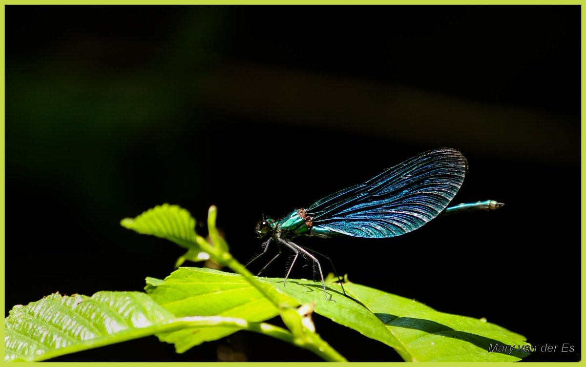 Mary van der Es tweet media