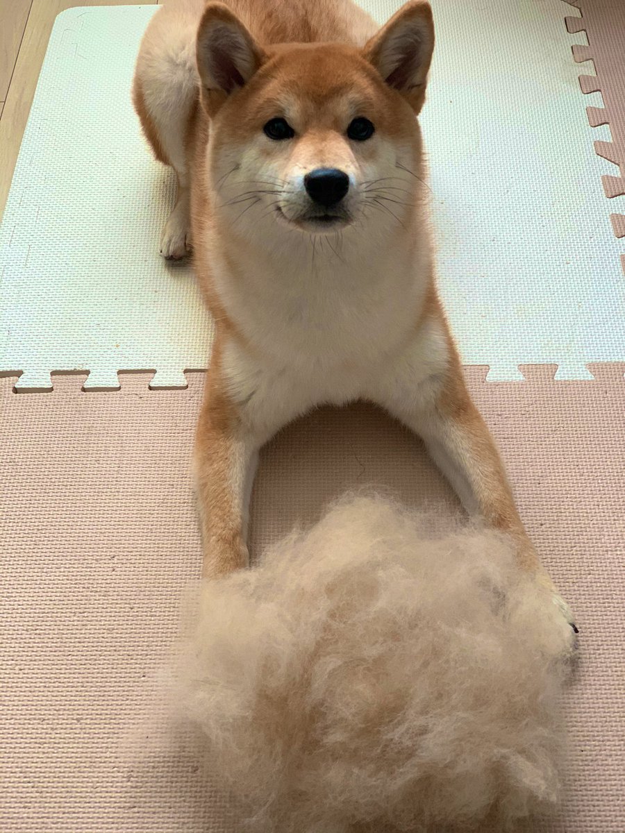 柴犬の抜け毛 Twitter Search