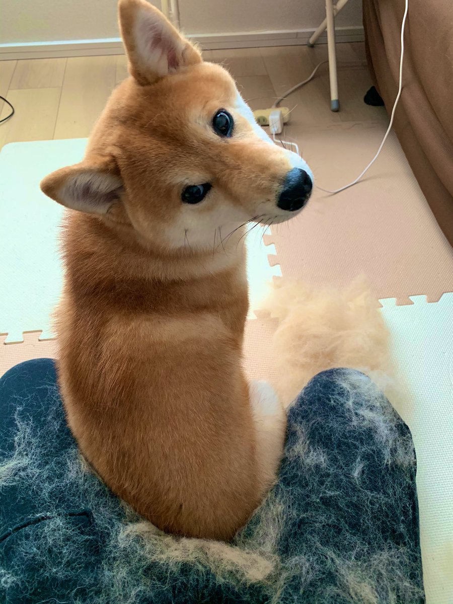 柴犬の抜け毛 Twitter Search