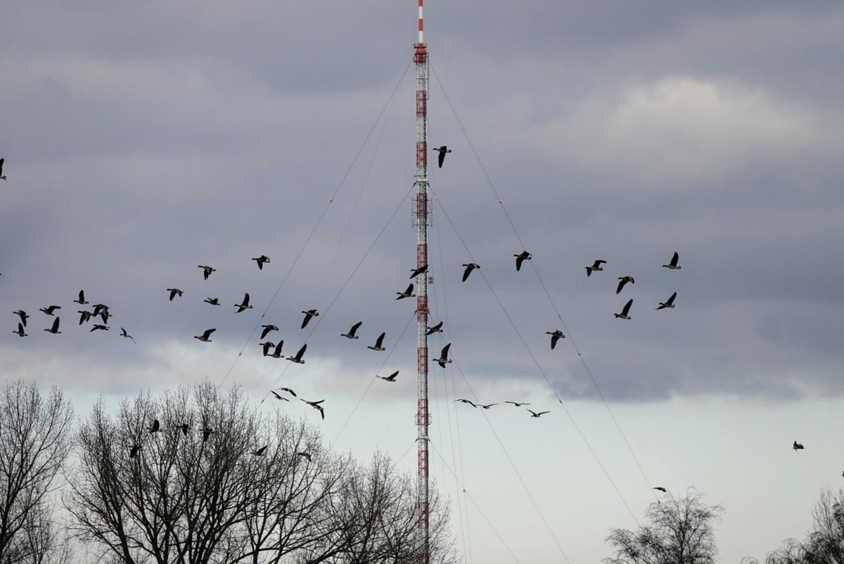 fotoaufnahme's tweet photo. Der heutige #Sturmtag im Kreis #Wesel mit #Wildgänse am #Sendemast. https://t.co/bFzGztSLlb