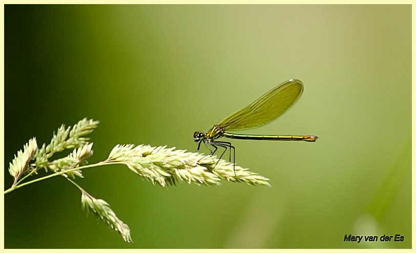 Mary van der Es tweet media