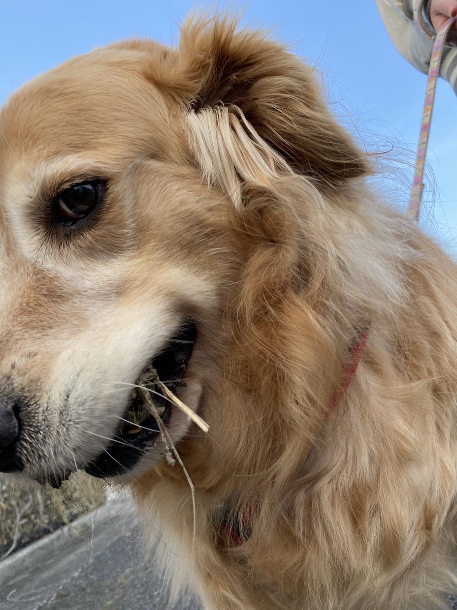 マカロン すぐに田んぼの土を食べる犬 これからの季節 散歩コースにいっぱい落ちてるから 気が抜けない うちの子何で 食べるんやろ
