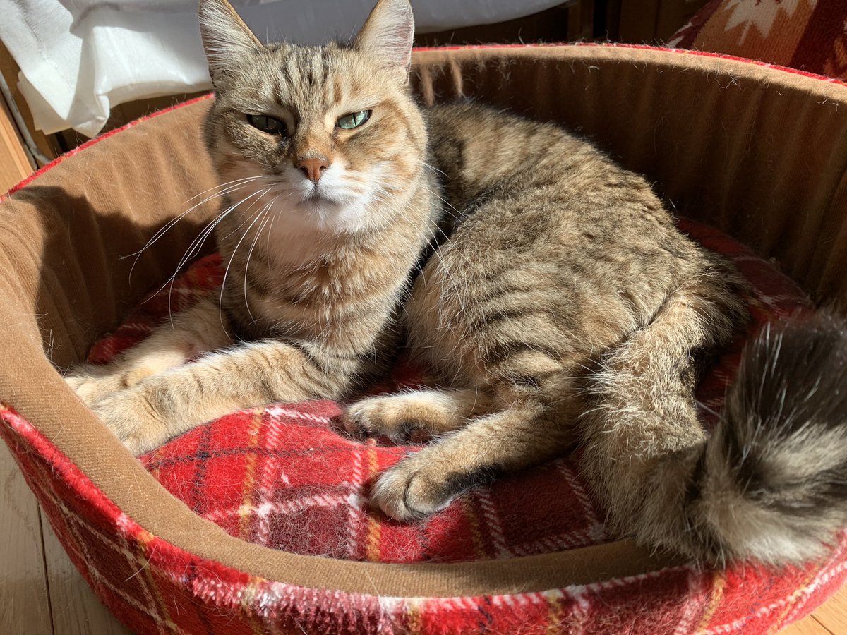 5cat_life's tweet photo. #あれから10年 

我が家の猫たちも震災かを経験しました。
これからも長生きして欲しいです😌

#猫写真 #もふもふ #猫
#猫のいる暮らし 
#猫好きさんと繋がりたい
#猫のいる生活 https://t.co/um7TUE4t7j