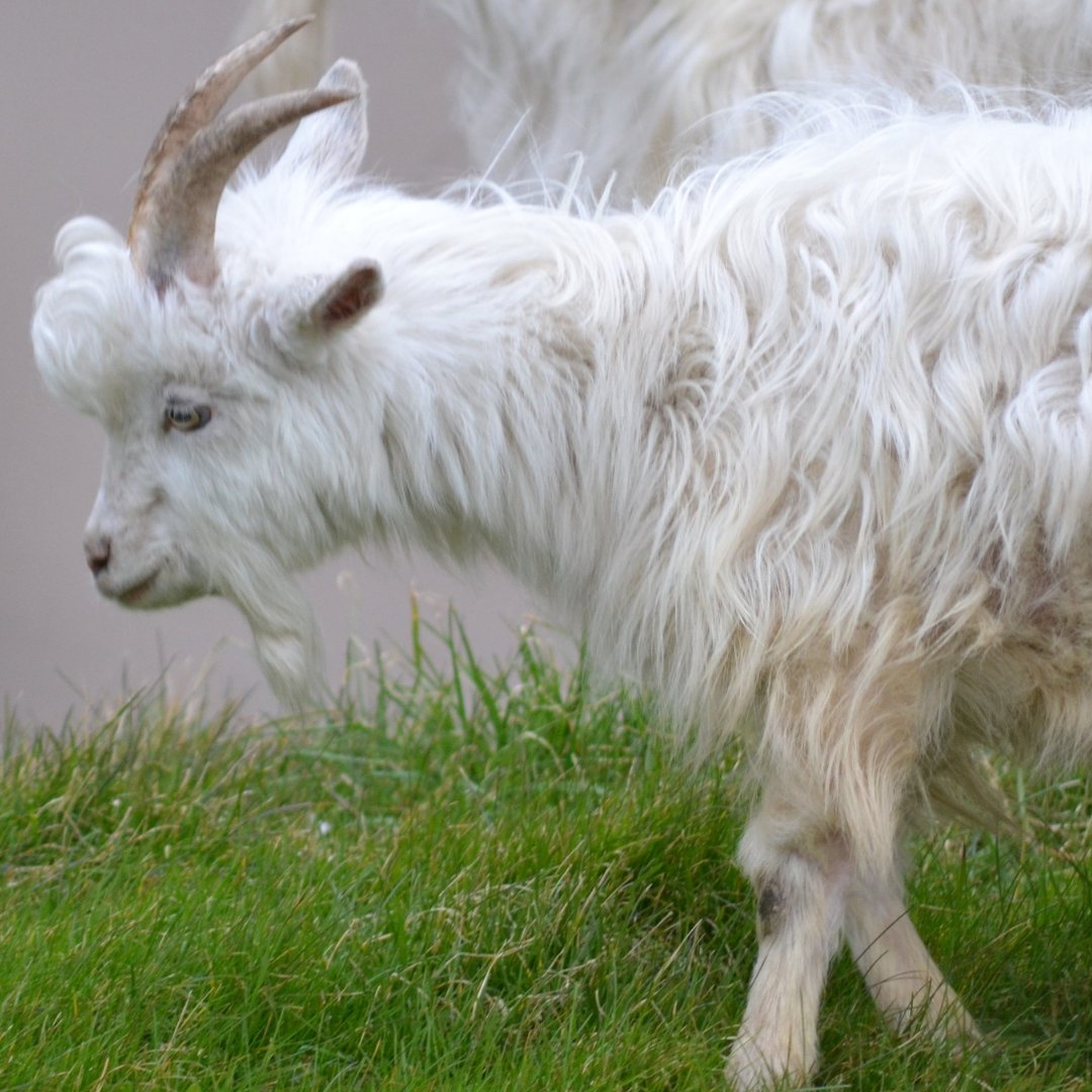 StDavidsHospice's tweet photo. 🐐 Our local Great Orme goats continue to pop in to say hello to us at St David’s Hospice on Abbey Rd, Llandudno. 

👀Watch this space for updates, we will be adding lots of new designs to our online shop very soon. 

#greatromegoats #llandudnogoats #goats #stdavidshospice https://t.co/bnfuYQI558