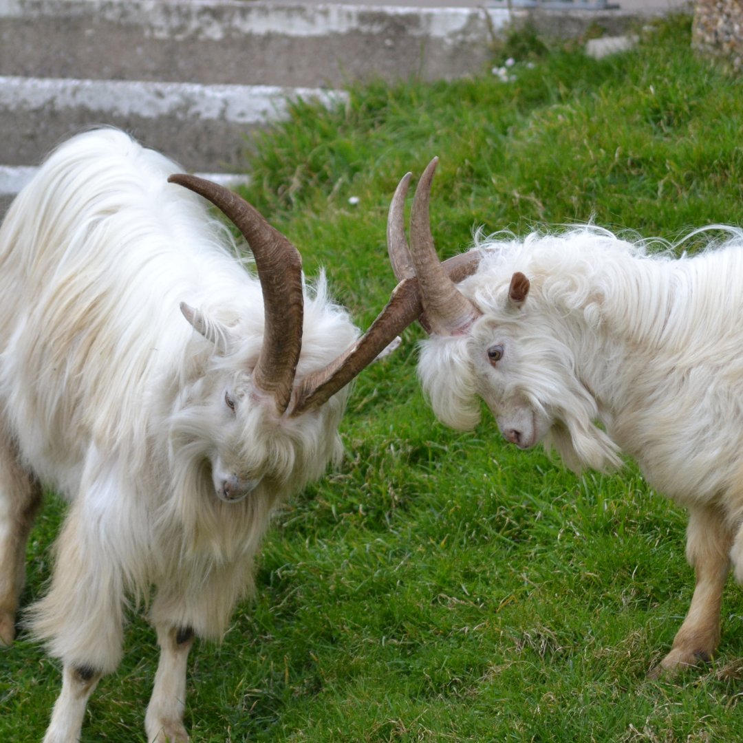 StDavidsHospice's tweet photo. 🐐 Our local Great Orme goats continue to pop in to say hello to us at St David’s Hospice on Abbey Rd, Llandudno. 

👀Watch this space for updates, we will be adding lots of new designs to our online shop very soon. 

#greatromegoats #llandudnogoats #goats #stdavidshospice https://t.co/bnfuYQI558