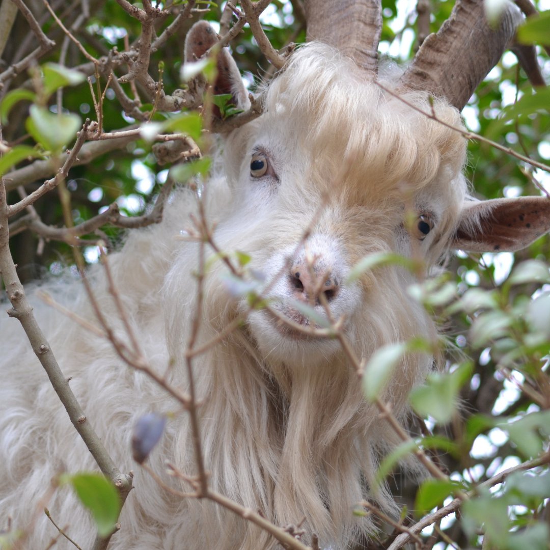 StDavidsHospice's tweet photo. 🐐 Our local Great Orme goats continue to pop in to say hello to us at St David’s Hospice on Abbey Rd, Llandudno. 

👀Watch this space for updates, we will be adding lots of new designs to our online shop very soon. 

#greatromegoats #llandudnogoats #goats #stdavidshospice https://t.co/bnfuYQI558
