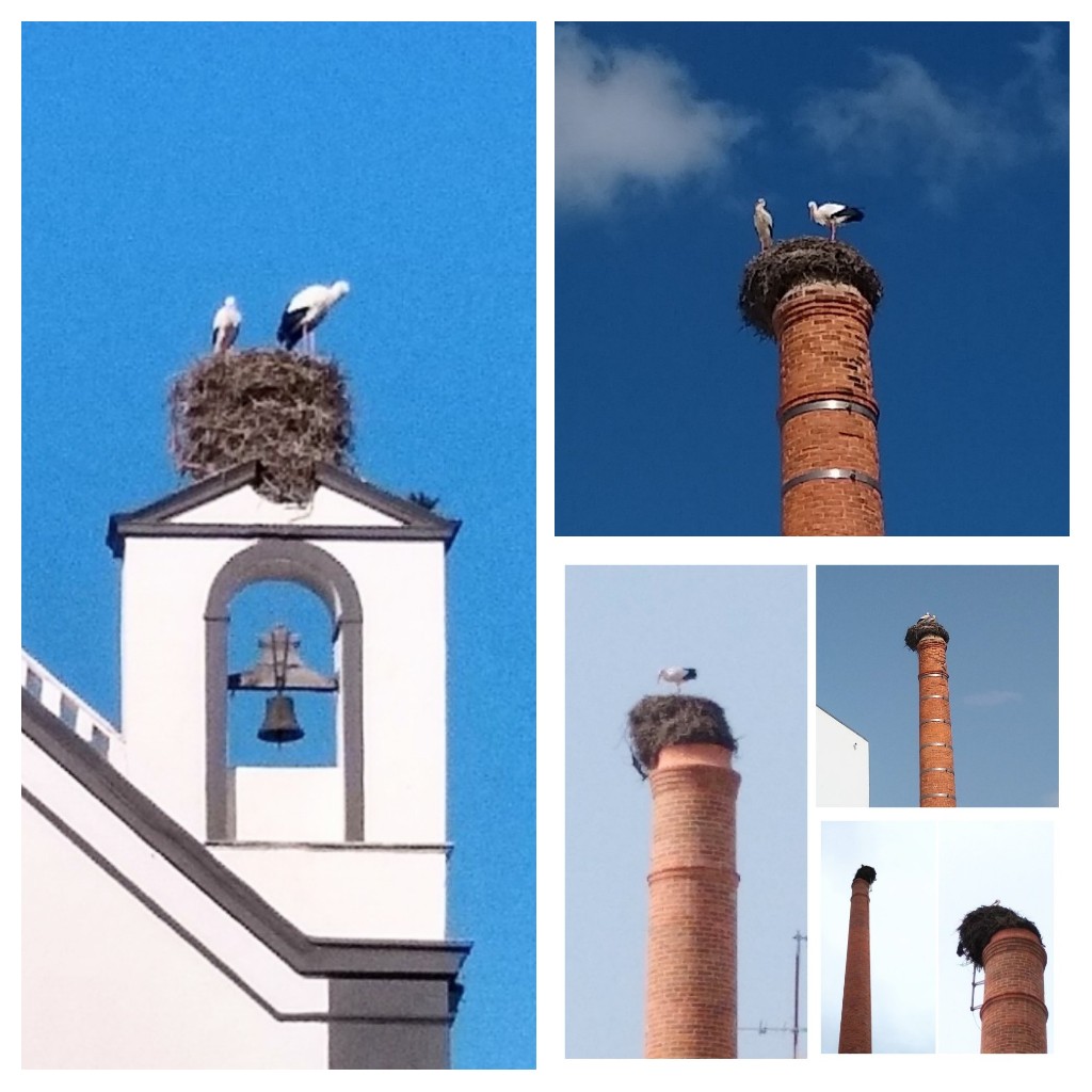 Those precariously looking nests, as the storks make a welcome return #Algarve #Portugal🇵🇹 #travel #photography #nature #birds