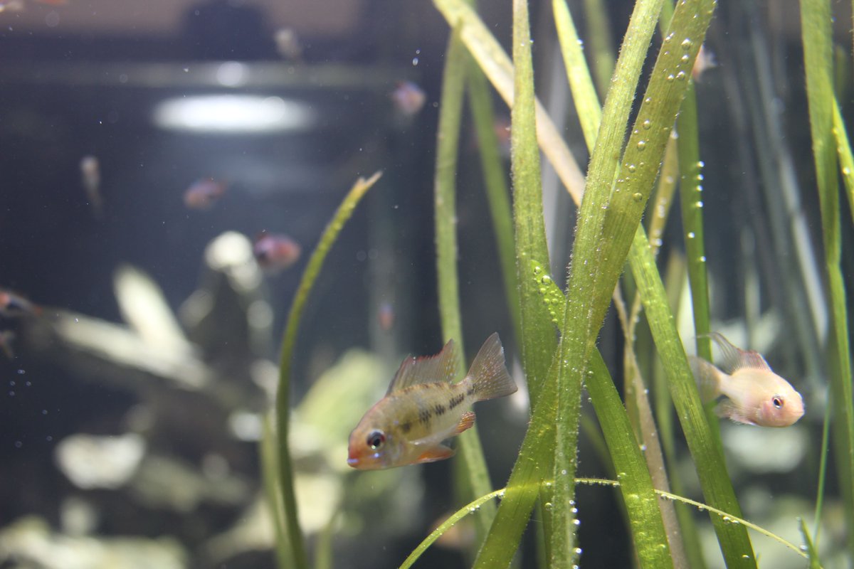 VidereAquariums's tweet photo. Everything we do at ViDERE is designed to improve how people feel by connecting them with nature and creating a space for life 🙌
How do you like to connect with nature? 🎋
#videre #natureislife #client1st #youropinionmatters #tbt https://t.co/WL67DDt78f