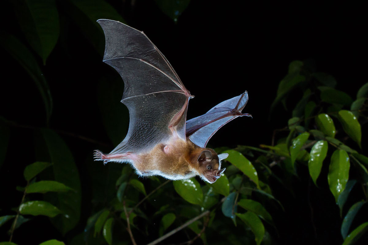 MathewsFiona's tweet photo. Bats are critical to function of Amazon and deforestation a big deal, but regenerating secondary forest offers some hope @ChrisFJMeyer @RicardoNature (c) @adria_baucells #britbats https://t.co/JHecN9vp0H