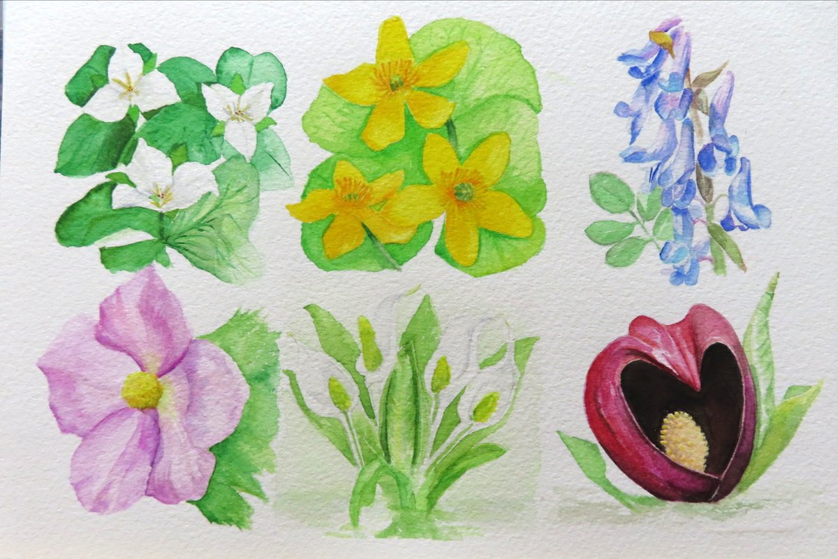Kajun 春の花の水彩画 完成です 1 オオバナノエンレイソウ 2 エゾノリュウキンカ 3 エゾエンゴサク 4 シラネアオイ 5 ミズバショウ 6ザゼンソウ 水彩画