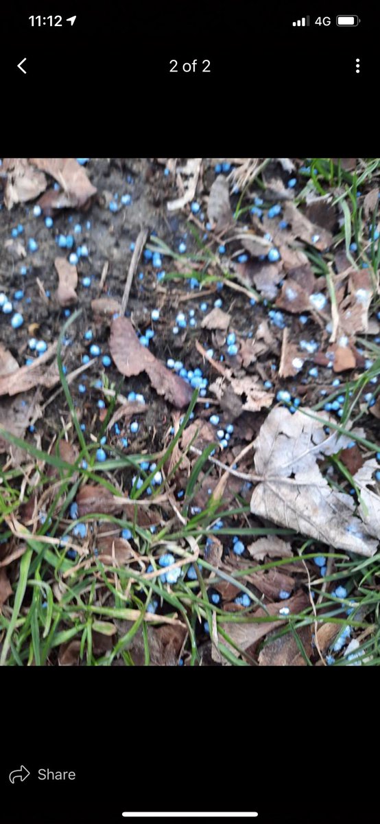 NoTroyeNoLife's tweet photo. @PolizeiRT Rattengift? Schnecke Korn? Ausgestreutes blaues Granulat am Straßenrand ins Grüne gestreut. Da wo Hunde für gewöhnlich schnüffeln und ihr Geschäft verrichten. https://t.co/8d658GjTkm