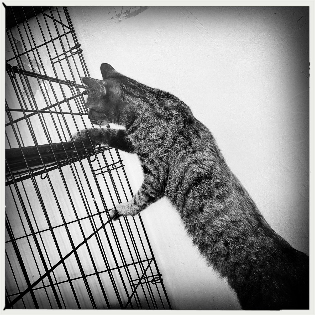obi_wan_eclipse's tweet photo. Thief! #猫式 #cat #ShotoniPhone #Hipstamatic #LuciferVI #AOBW https://t.co/rr9CnKMgfm