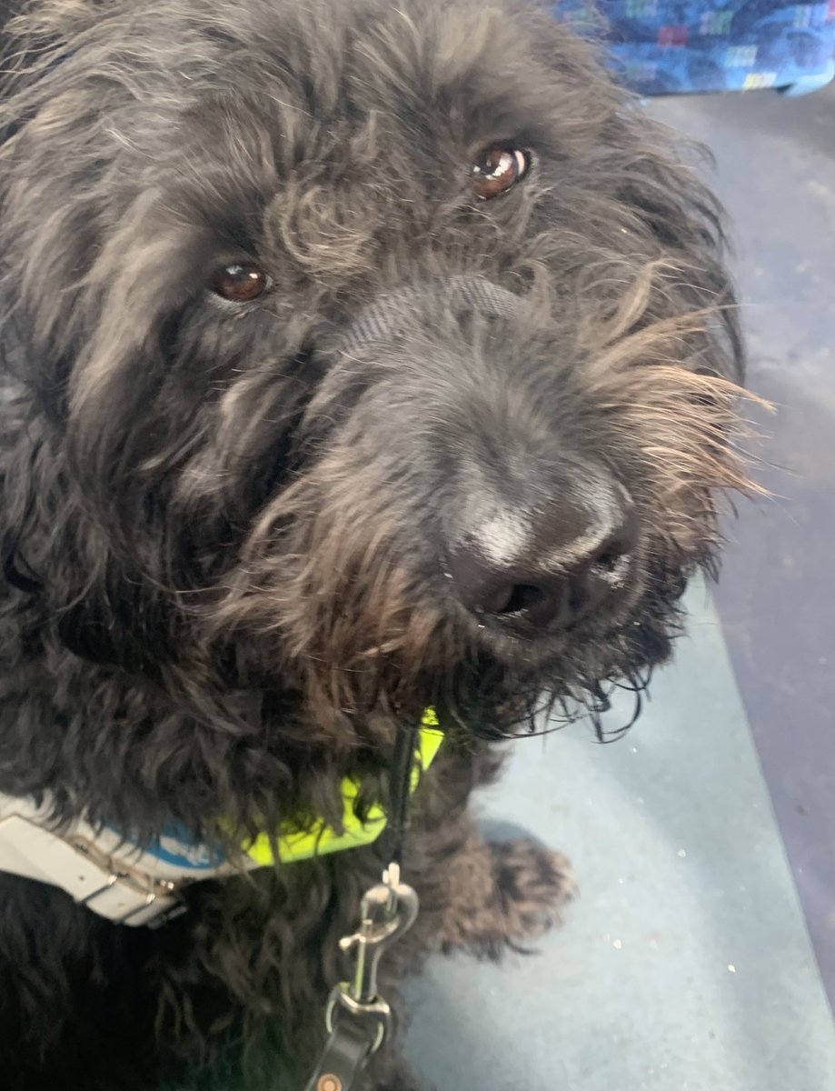 MiloTheGuide's tweet image. The hoomin says there’s a long day ahead, we have already been shopping and now we is on a bus going somewhere!