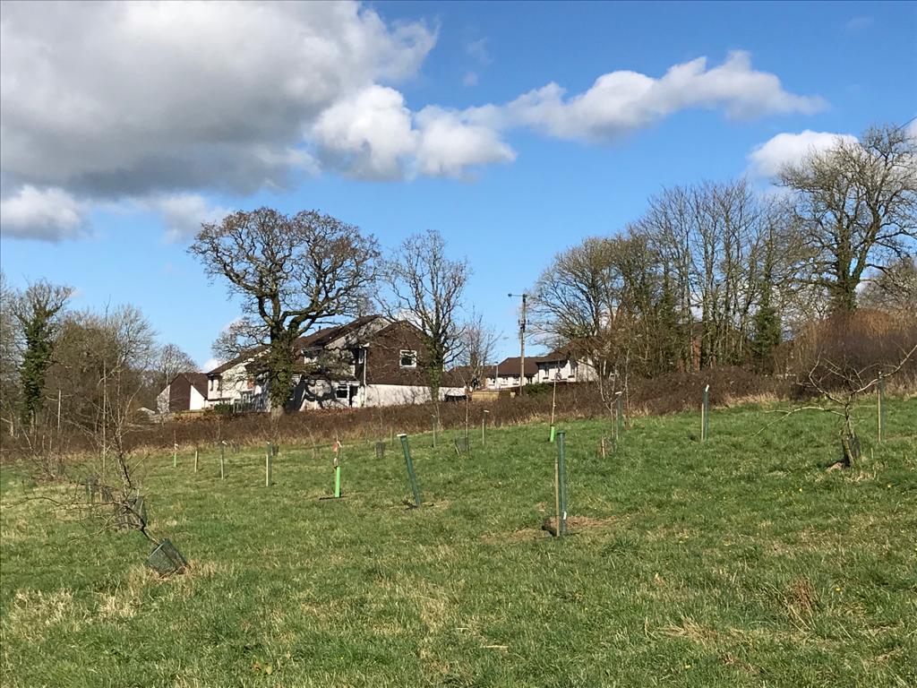 wildeastdevon's tweet photo. 🌳 Things are going from strength to strength at #HonitonBottom

15 new native fruit trees were planted in the community orchard in February in partnership with @PerrieHale. The drainage ditch from the reserve has finally been cleared out, leading to a new pond

#wildeastdevon https://t.co/dWQ2zBf8Sr
