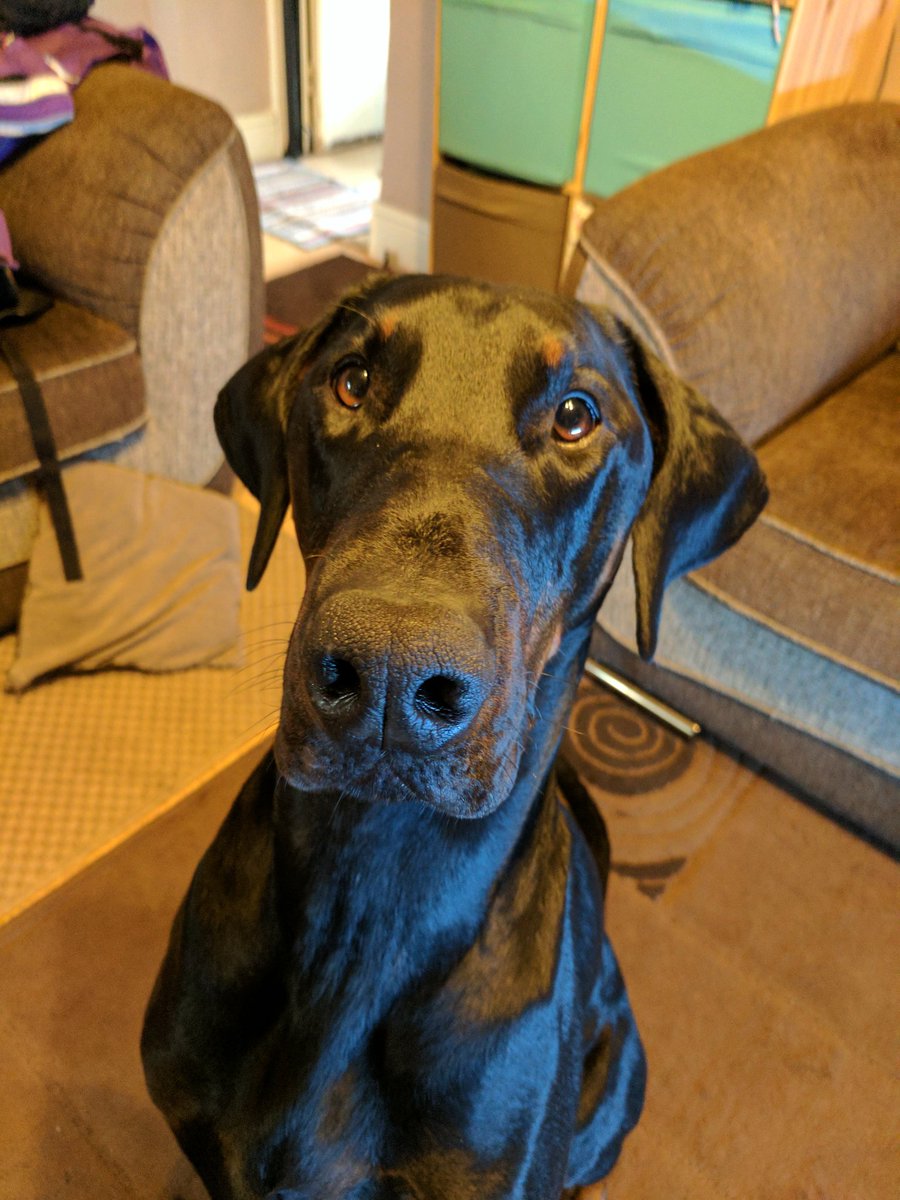TheDobermanns's tweet photo. This was my getting ready for #Crufts 2017 face #ThrowbackThursdays https://t.co/1EBiQJcZ7n