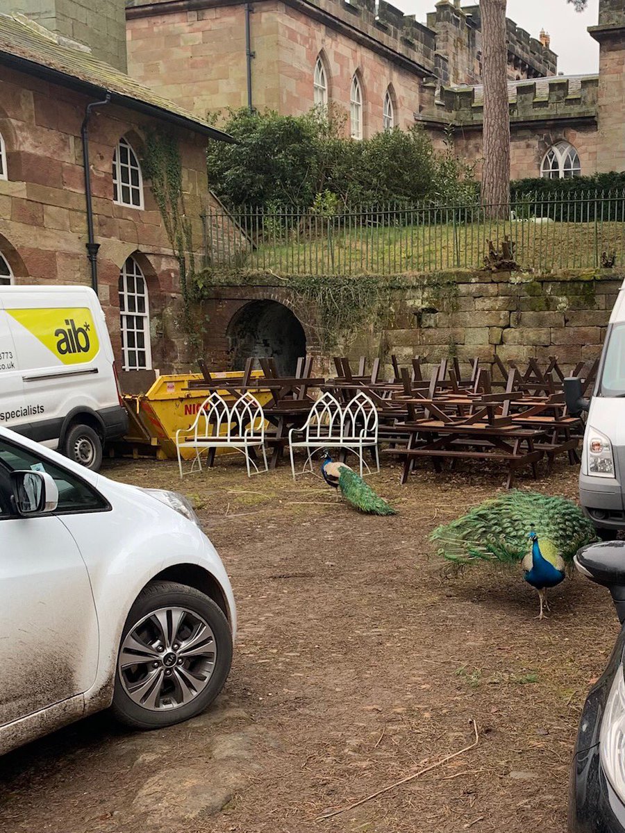 We don’t  always get to work in such a scenic location or have a peacock observing us. 
We started this project in Cheshire this week and are removing insulation from pipework 
#asbestos #asbestosawareness #asbestosremoval #cheshire https://t.co/DaBulJHumf