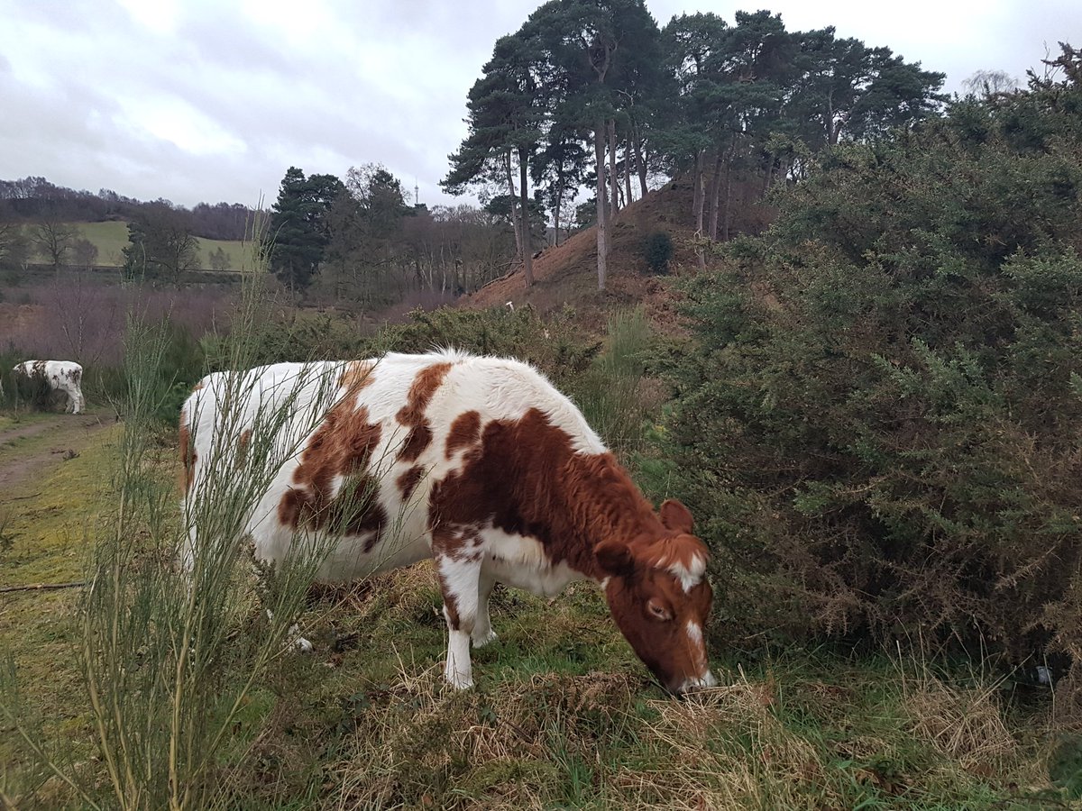 No matter how well behaved, it's best to keep dogs on leads near livestock. Animals can be unpredictable and a walk in the countryside should be a relaxing and stress free activity for all.  #livestockworrying