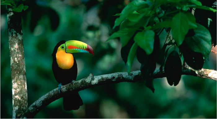 DaisyDent's tweet image. We have a postdoc opportunity in animal movement and forest regeneration in tropical landscapes. This is a collaborative project with Crowther Lab, ETH and Max-Planck Institute for Animal Behavior. Photo: C Ziegler

crowtherlab.com/open-position/

Get in touch if you are interested