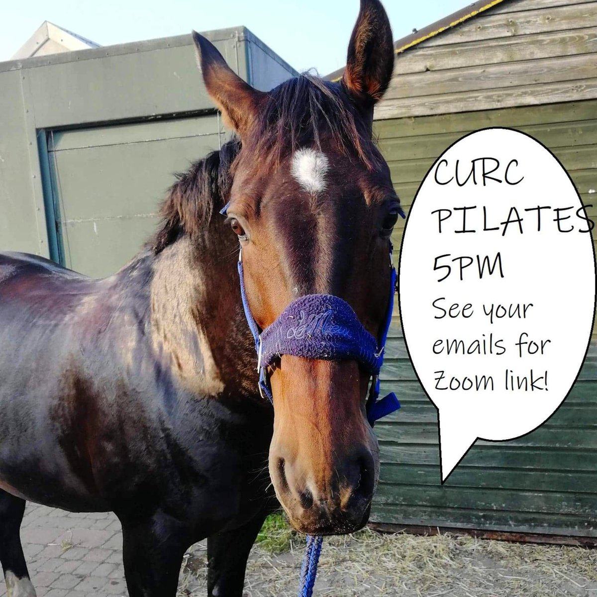 Lewi wants to tell you about our last pilates session of term, tonight at 5pm! These sessions with Gina Hemmings are the perfect way to relax and get moving after a long day working. Check your emails for the Zoom link, or DM us if you're having problems!