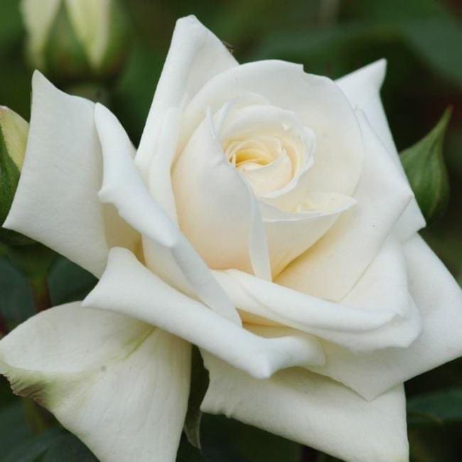 World of Roses tweet media