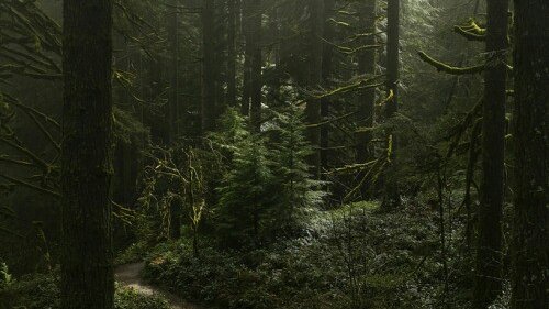 getting lost in an old forest and finding yourself there