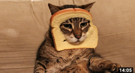 funnydogs20's tweet photo. Cats &amp; Dogs today... Still funny though 
>>>https://t.co/XIo25k37dW #funnypets
#funnydogs #funnycats #DogsBehavingVeryBadly #dogs https://t.co/7CGGF8FUmr
