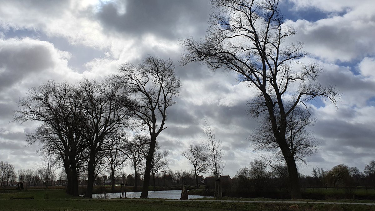 CarolineHoorde's tweet photo. #vrtweer Deinze 11u30 deze hoge bomen zijn tot nu toe nog bestand tegen de hevige rukwinden! #maaigemdijk @deinzeonline https://t.co/M6UIE5aVyI