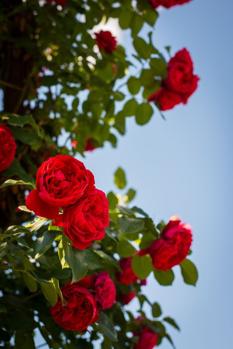 ChaseRedford_'s tweet photo. Gosto tanto de rosas vermelhas https://t.co/F1itZurF8J